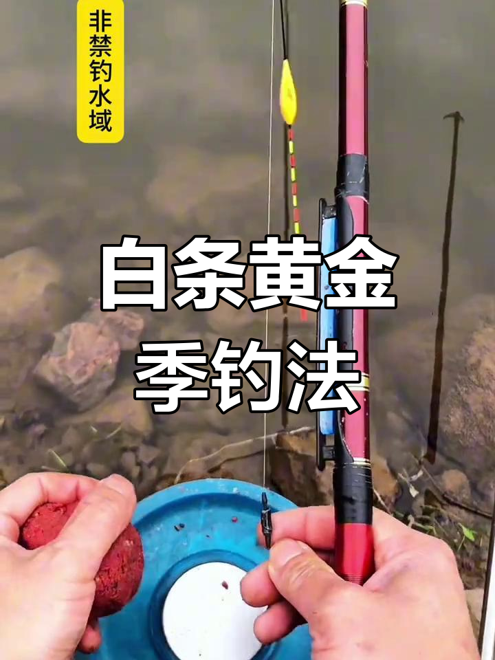 溪流小河钓白条技巧(小溪流钓鱼) 溪流小河钓白条技巧(小溪流钓鱼)