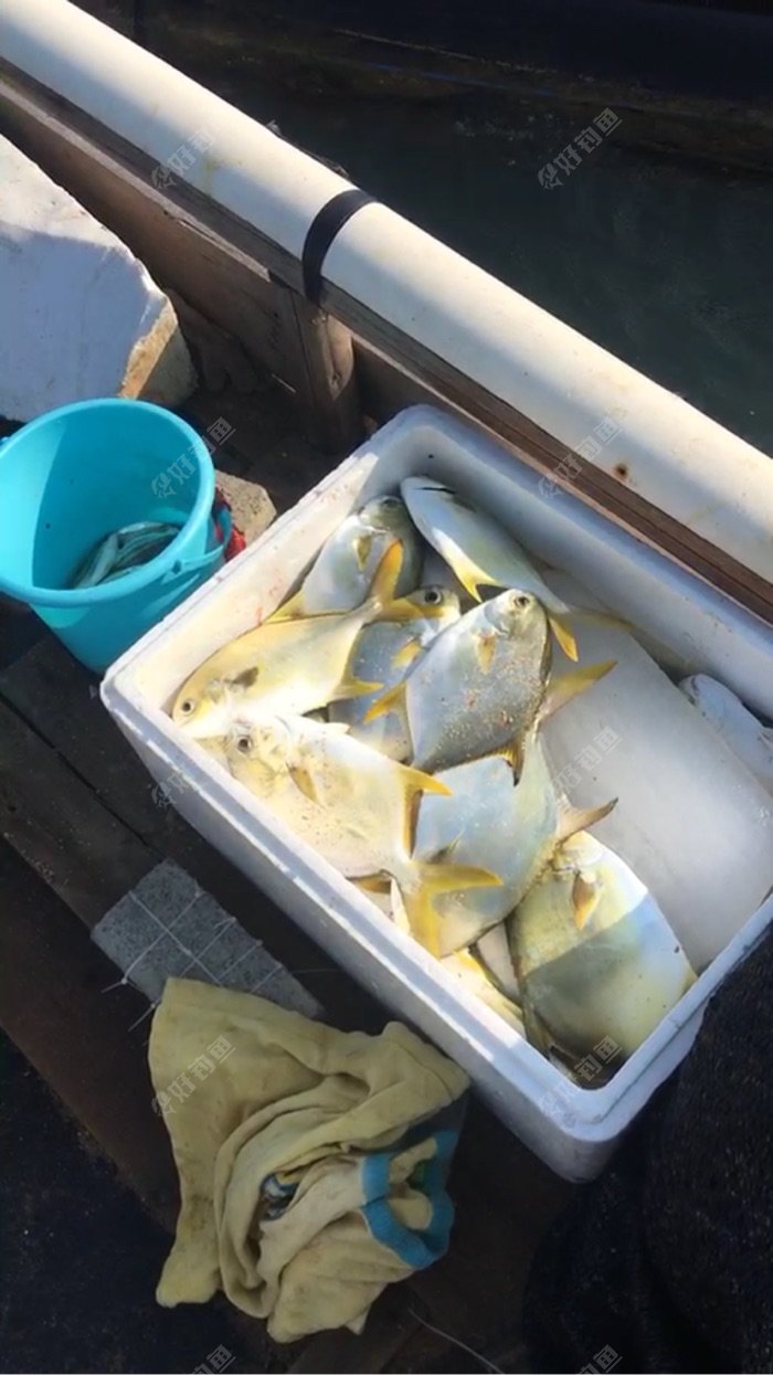 海钓金鲳技巧(海钓鲈鱼的三种经典钓法) 海钓金鲳技巧(海钓鲈鱼的三种经典钓法)