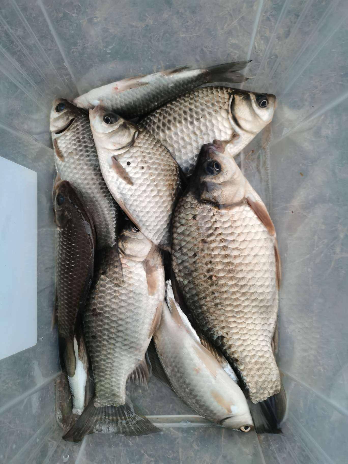 阴天海钓好么(阴天钓海鱼好钓吗) 阴天海钓好么(阴天钓海鱼好钓吗)