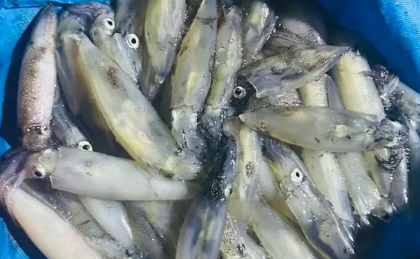 怎样用鱿鱼海钓(怎样用鱿鱼海钓饵料) 怎样用鱿鱼海钓(怎样用鱿鱼海钓饵料)