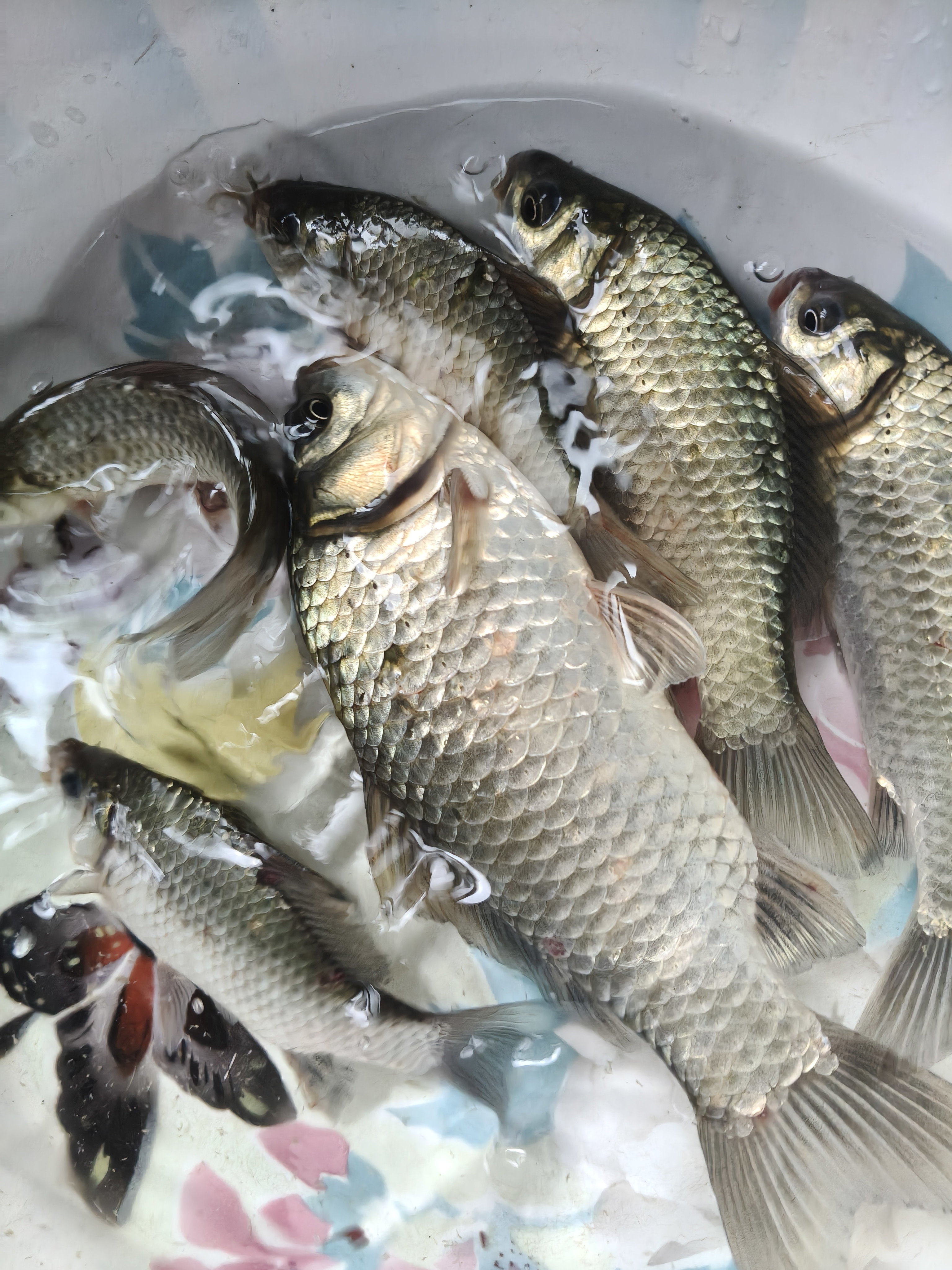 下雨天野钓鲫鱼技巧(下雨天钓鲫鱼应该钓深水还是浅水) 下雨天野钓鲫鱼技巧(下雨天钓鲫鱼应该钓深水还是浅水)