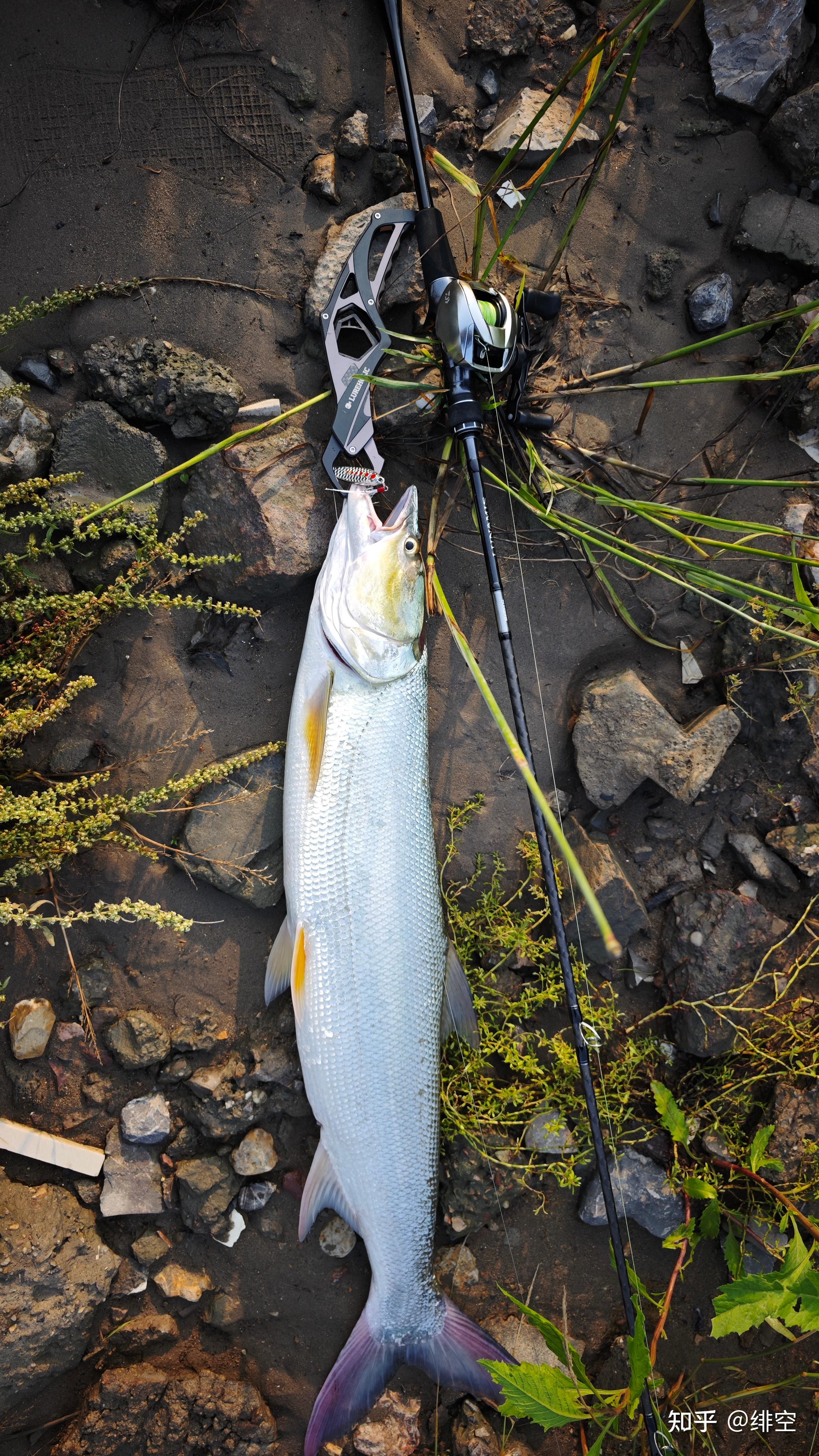 路亚在中国(中国路亚鱼) 路亚在中国(中国路亚鱼)