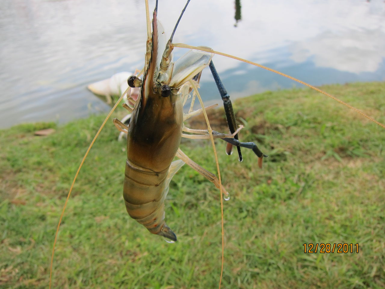 海钓哪种虾(用什么钓海虾最好) 海钓哪种虾(用什么钓海虾最好)