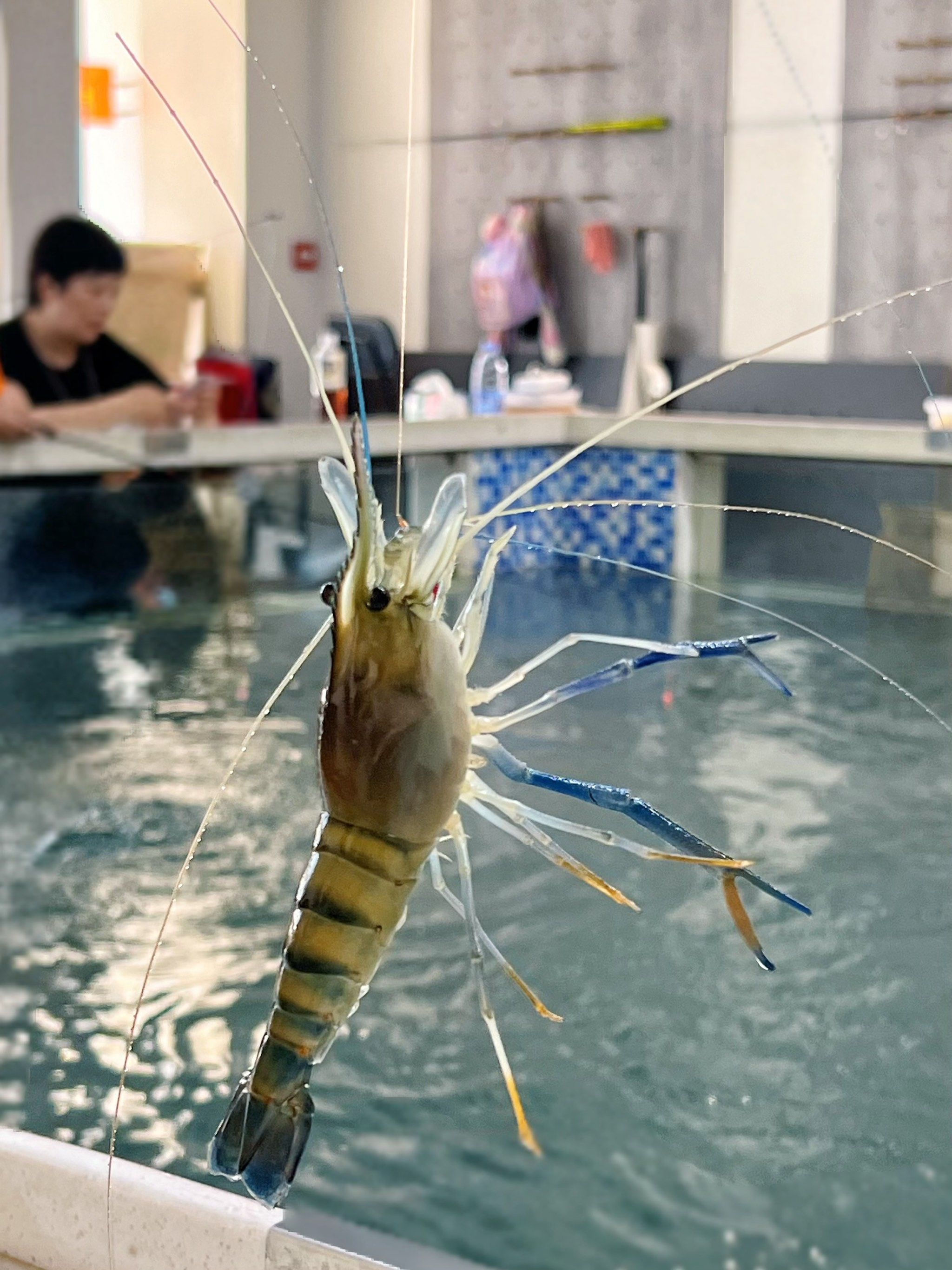 海钓哪种虾(用什么钓海虾最好) 海钓哪种虾(用什么钓海虾最好)