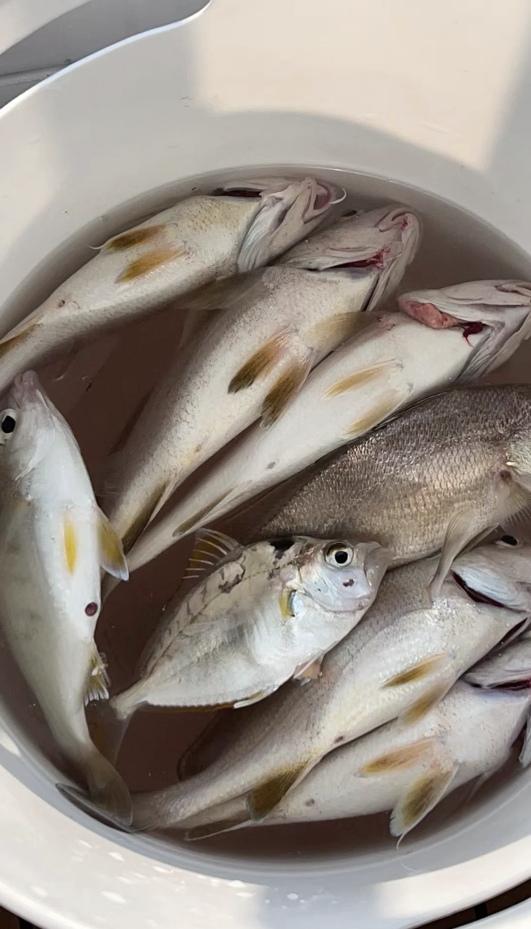 潮阳海钓吧(汕头潮阳区野钓点) 潮阳海钓吧(汕头潮阳区野钓点)