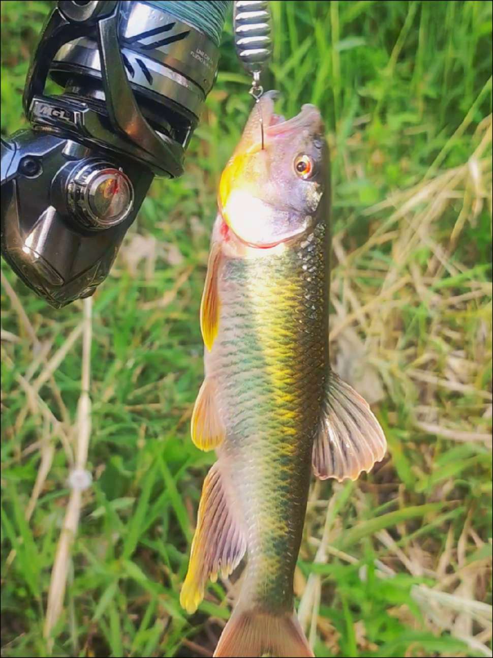 流溪河路亚对象鱼(路亚竿假饵的对象鱼图片) 流溪河路亚对象鱼(路亚竿假饵的对象鱼图片)