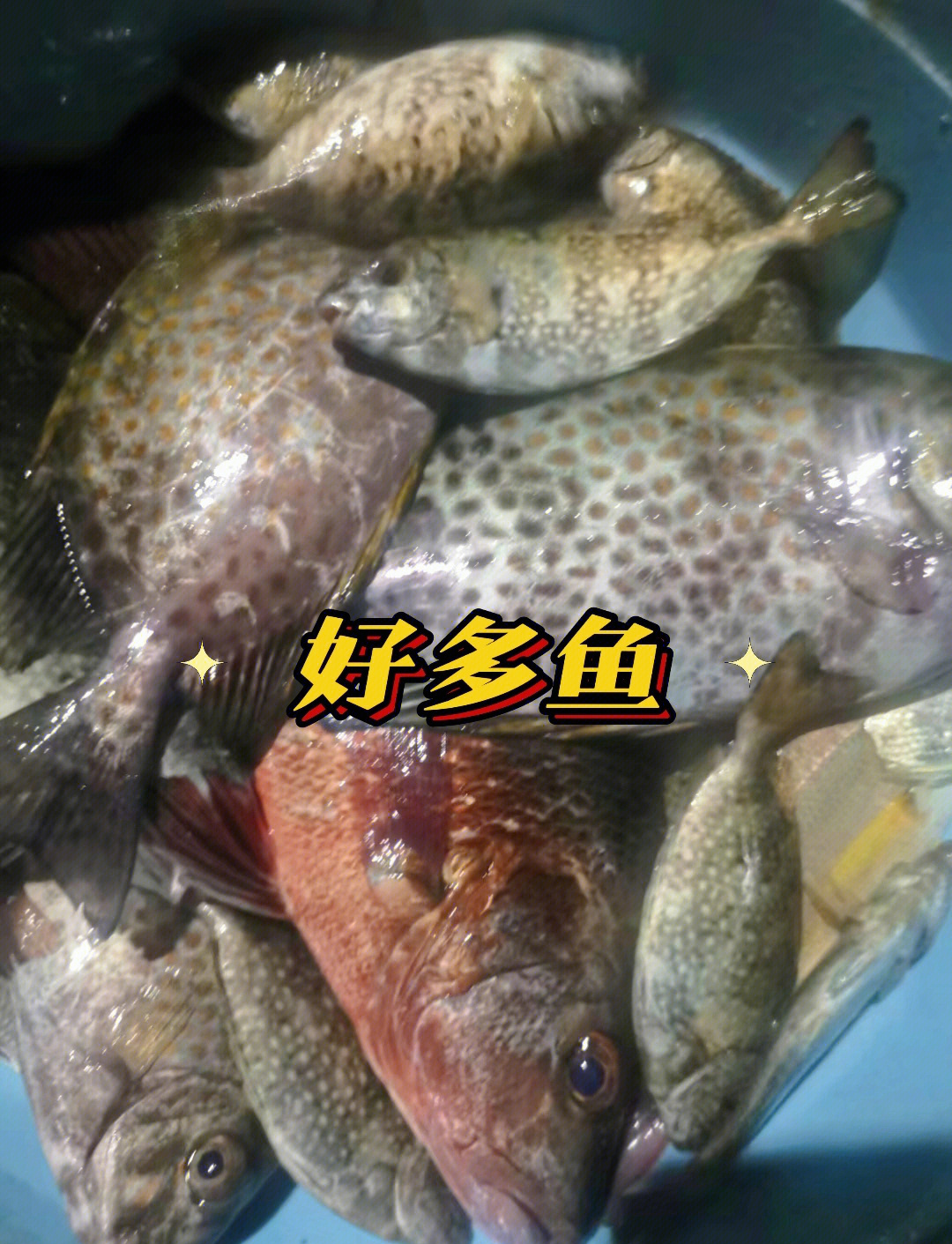 深圳海钓吧(深圳钓鱼海钓) 深圳海钓吧(深圳钓鱼海钓)