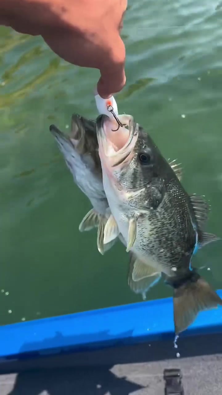 路亚r(路亚入门教学) 路亚r(路亚入门教学)