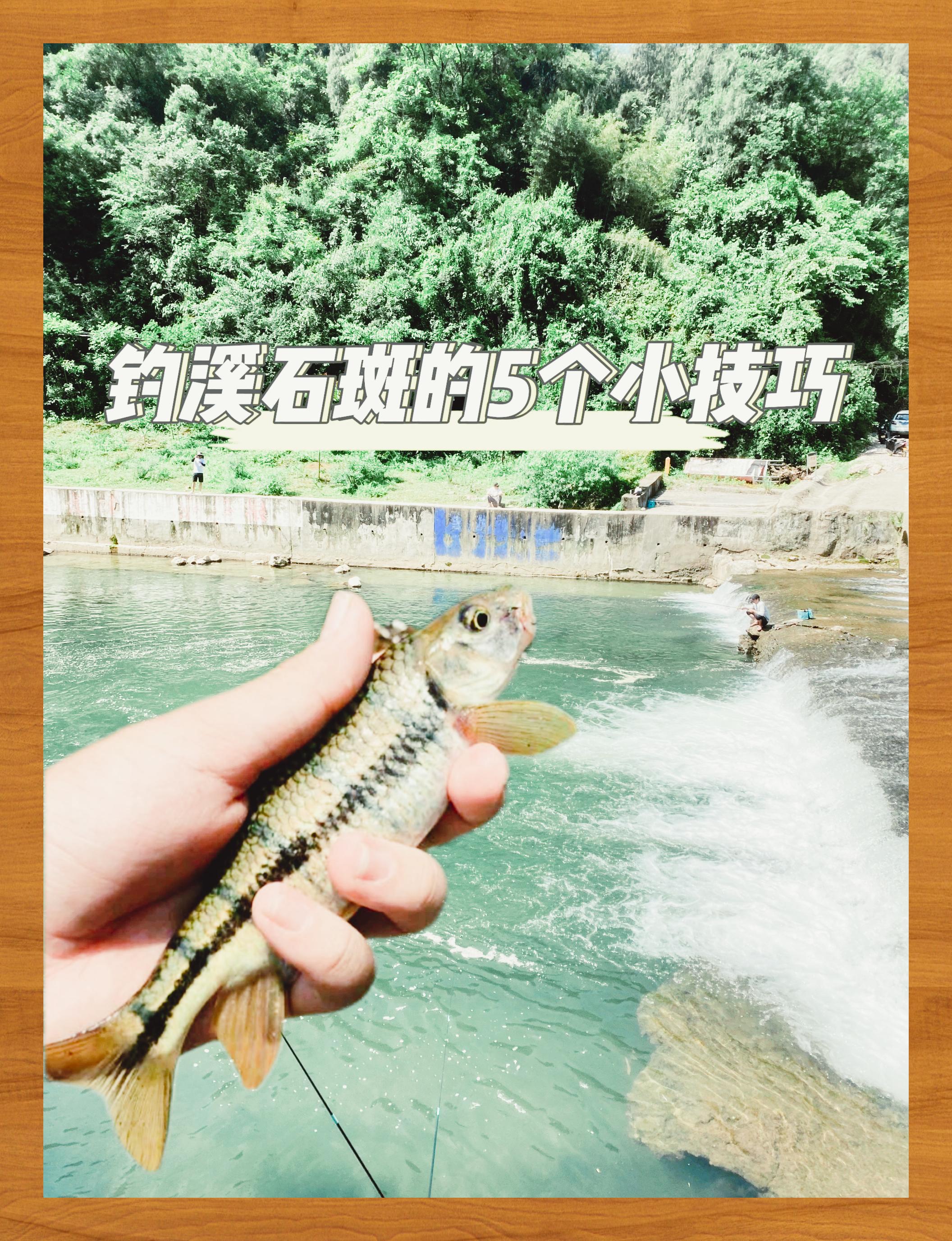 溪流钓细甲鱼技巧(溪流钓技巧和方法) 溪流钓细甲鱼技巧(溪流钓技巧和方法)