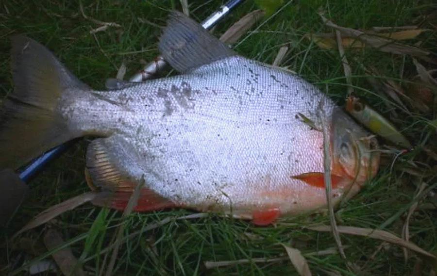 深圳路亚鲳鱼(深圳路亚钓场) 深圳路亚鲳鱼(深圳路亚钓场)