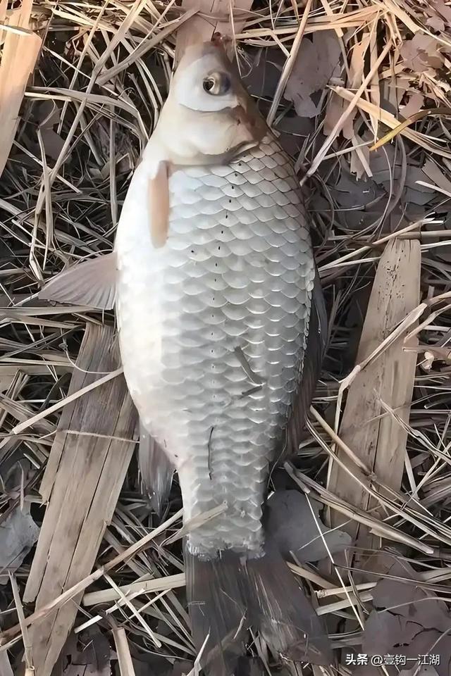 冬季饵料钓鲫鱼(冬季饵料钓鲫鱼配方) 冬季饵料钓鲫鱼(冬季饵料钓鲫鱼配方)