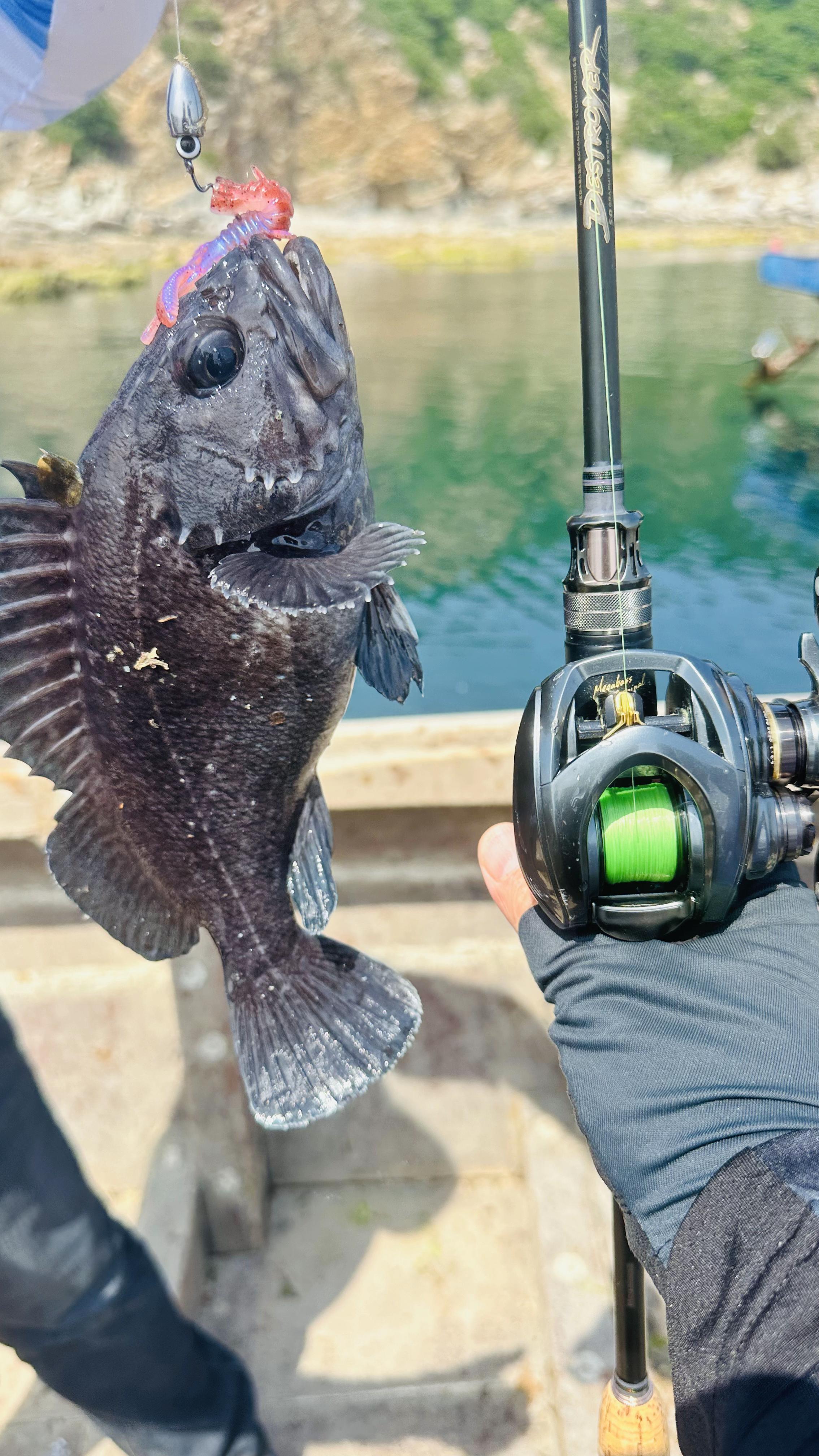 海钓用火腿肠钓(野钓用火腿肠钓鱼好吗) 海钓用火腿肠钓(野钓用火腿肠钓鱼好吗)