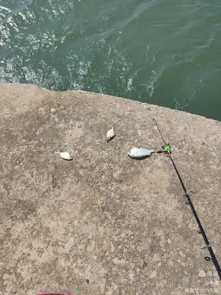 桥墩海钓钓鱼技巧(桥墩钓海鲈鱼如何选择位置) 桥墩海钓钓鱼技巧(桥墩钓海鲈鱼如何选择位置)