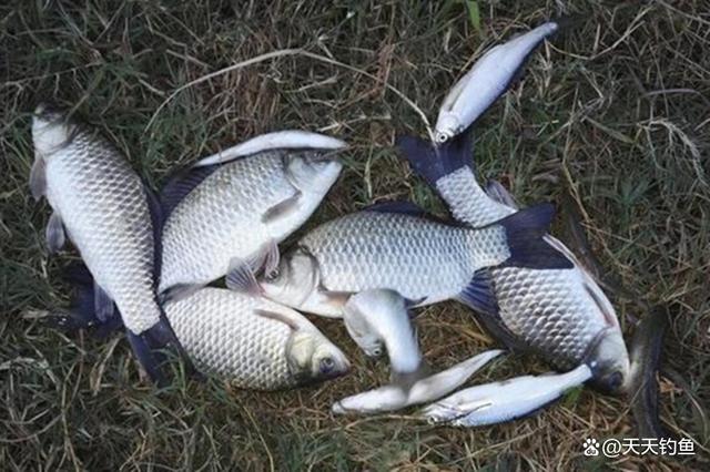 冬钓鲫鱼找窝技巧(冬钓鲫鱼怎么打窝诱鱼) 冬钓鲫鱼找窝技巧(冬钓鲫鱼怎么打窝诱鱼)