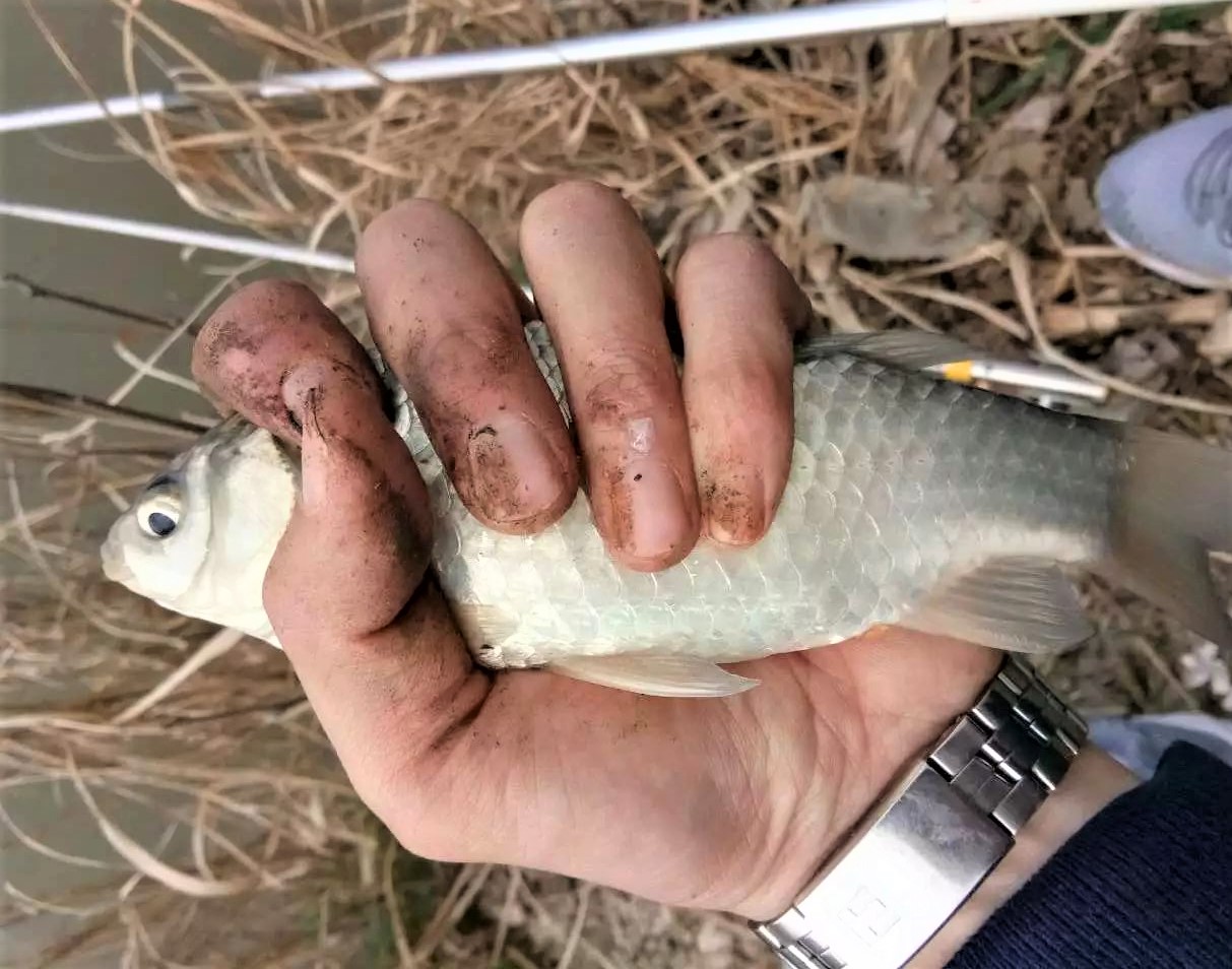 冬钓鲫鱼找窝技巧(冬钓鲫鱼怎么打窝诱鱼) 冬钓鲫鱼找窝技巧(冬钓鲫鱼怎么打窝诱鱼)