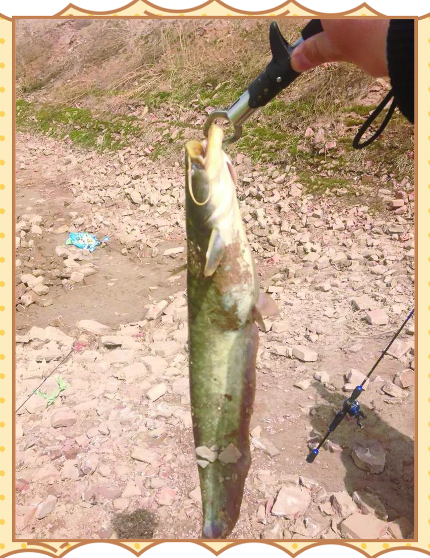 路亚钓鲶鱼教学(路亚钓鲶鱼手法) 路亚钓鲶鱼教学(路亚钓鲶鱼手法)