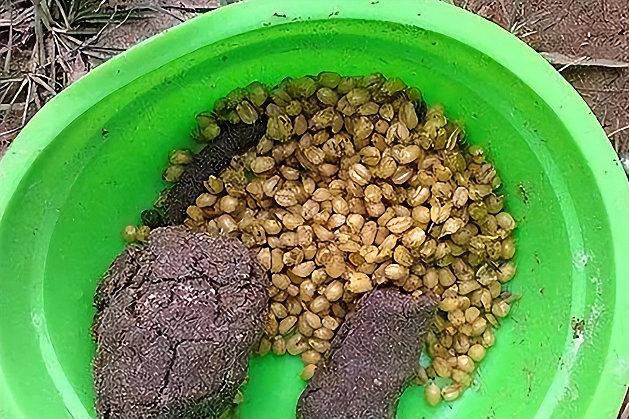 成都农村野钓饵料(成都可钓鱼的农家乐) 成都农村野钓饵料(成都可钓鱼的农家乐)