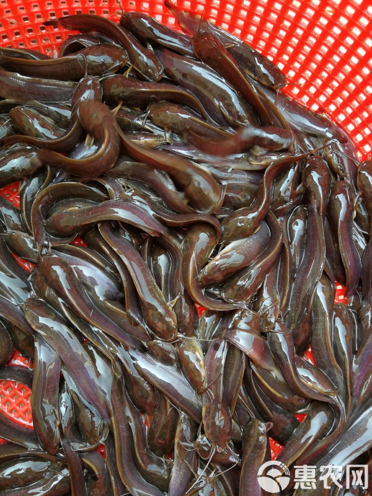 路亚塘虱(路亚塘鲺技巧) 路亚塘虱(路亚塘鲺技巧)