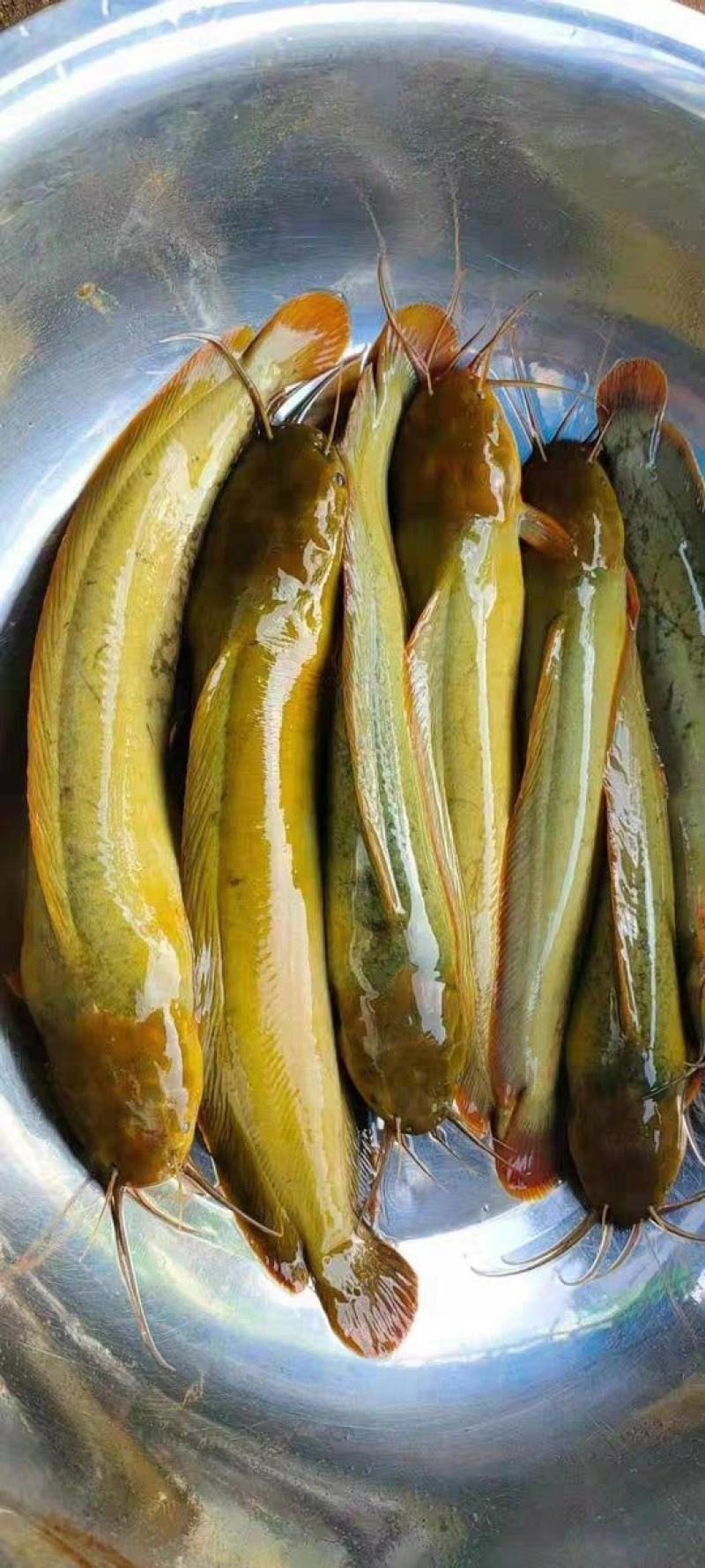 路亚塘虱(路亚塘鲺技巧) 路亚塘虱(路亚塘鲺技巧)