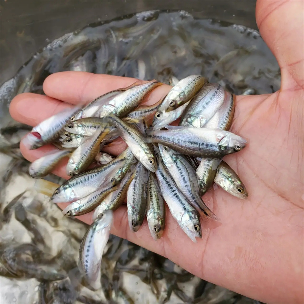 海钓鲈鱼用小泥鳅(钓鲈鱼用泥鳅怎么挂钩图片) 海钓鲈鱼用小泥鳅(钓鲈鱼用泥鳅怎么挂钩图片)