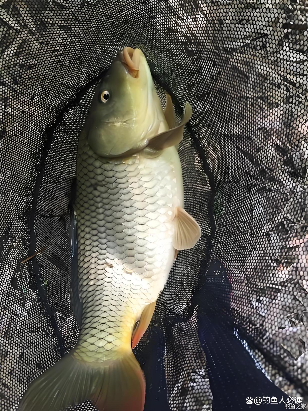 钓鲤鱼鱼技巧视频大全(钓鲤鱼的技巧与方法) 钓鲤鱼鱼技巧视频大全(钓鲤鱼的技巧与方法)