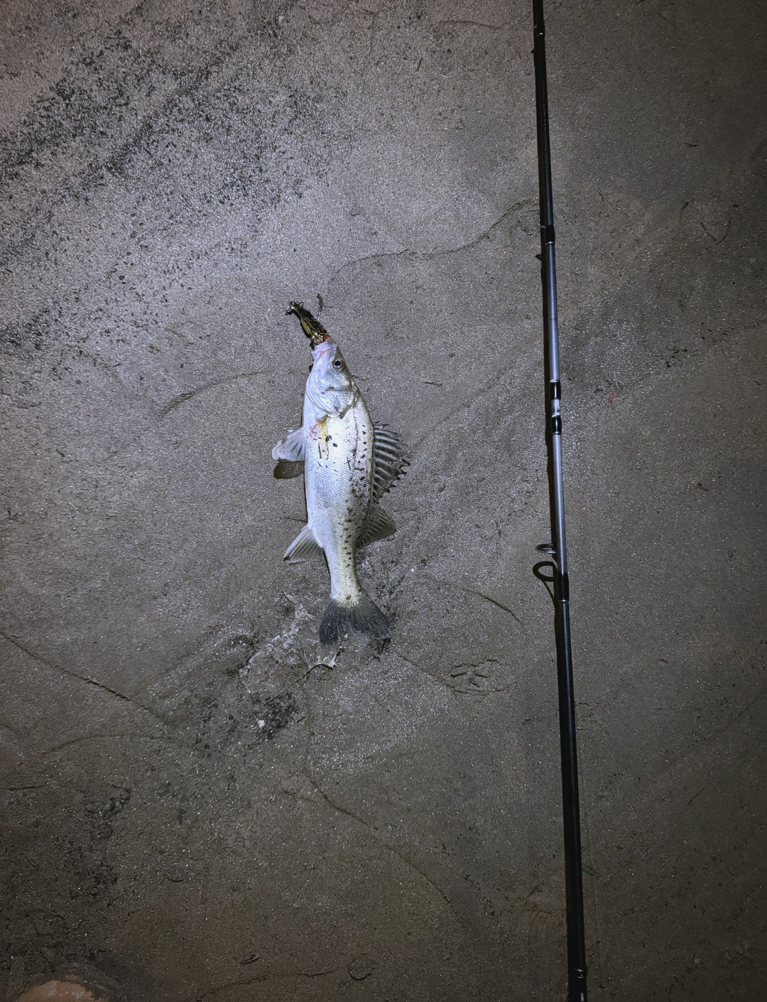 夏天海钓鲈鱼(夏天钓海鲈鱼钓多深的水?) 夏天海钓鲈鱼(夏天钓海鲈鱼钓多深的水?)