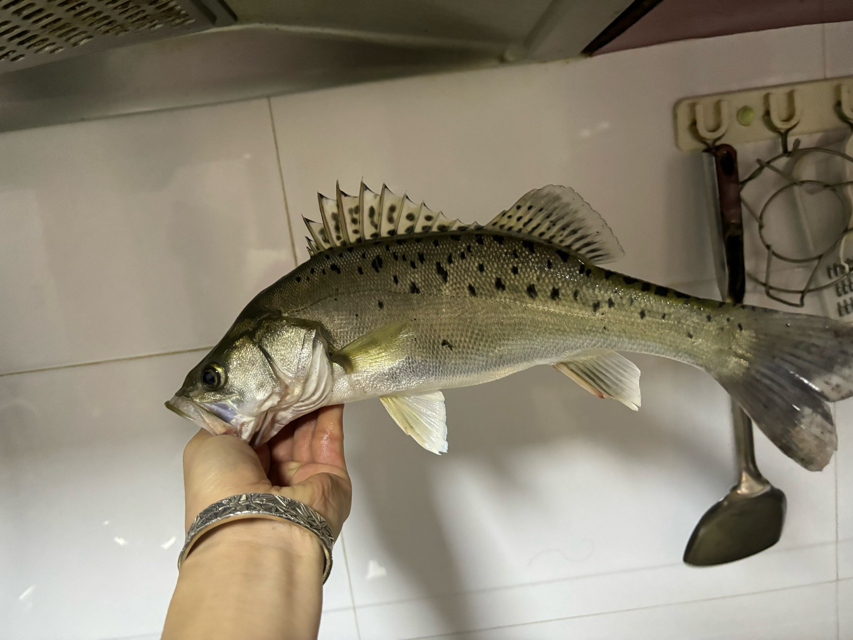海河路亚(海河路亚鱼种) 海河路亚(海河路亚鱼种)