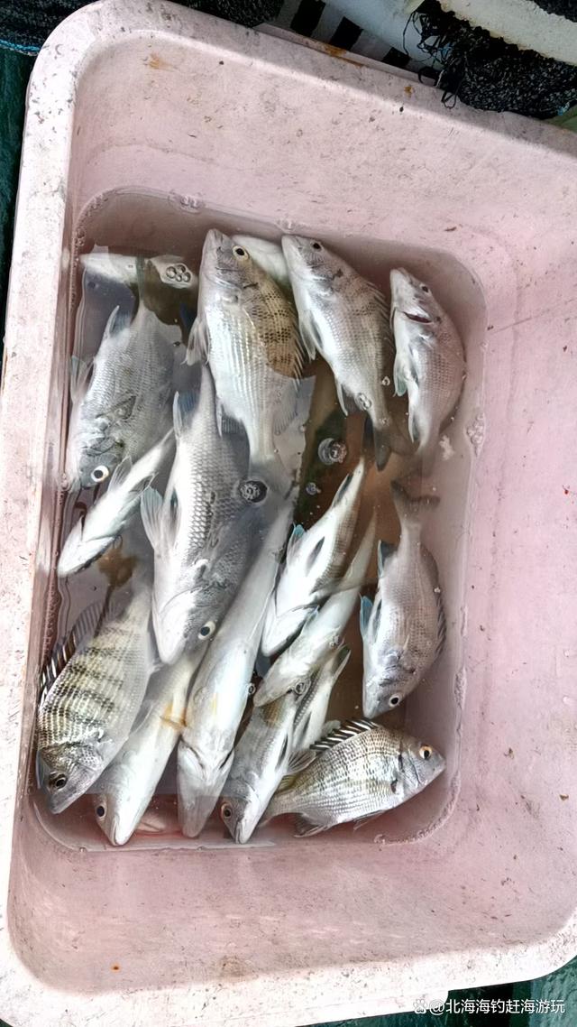 广西海钓群(广西出海钓鱼一次多少钱) 广西海钓群(广西出海钓鱼一次多少钱)