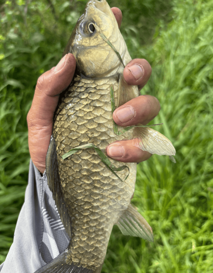 路亚钓挂蚯蚓(路亚蚯蚓挂钩方法图解) 路亚钓挂蚯蚓(路亚蚯蚓挂钩方法图解)