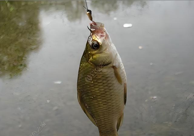 饵料钓鱼漂不动(钓鱼鱼漂动了还是钓不上鱼怎么回事)