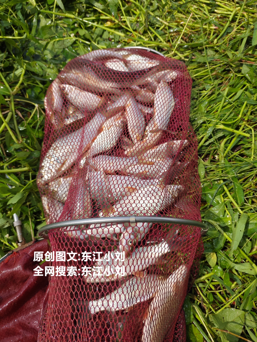 大眼华鳊用什么饵料钓(大眼华鳊能长多大)
