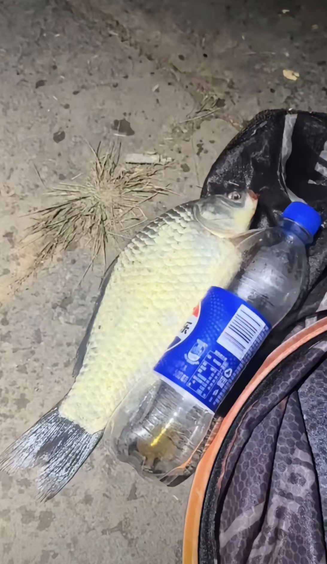 早春饵料(早春饵料主攻饵搭配)