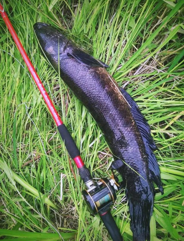 海钓路亚黑鱼(野钓路亚黑鱼) 海钓路亚黑鱼(野钓路亚黑鱼)