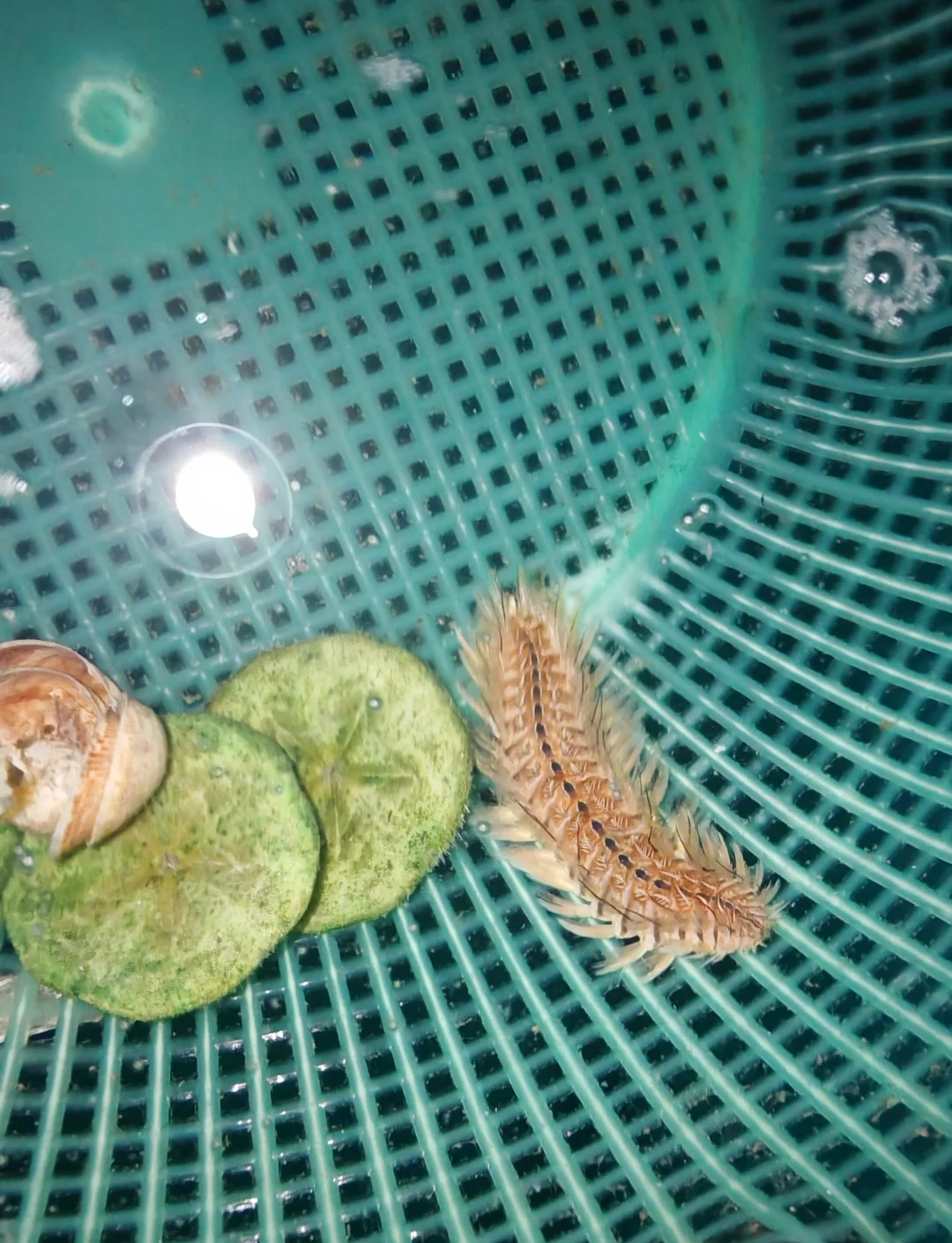 海钓沙蚕好用吗(海钓沙蚕好用吗怎么钓)