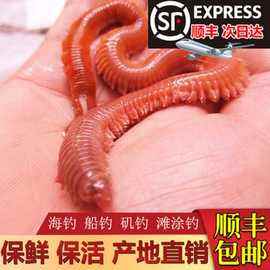 海钓沙蚕好用吗(海钓沙蚕好用吗怎么钓)