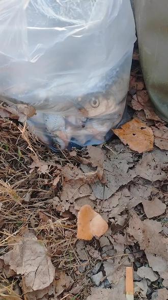 水库技巧用玉米打窝(在水库用玉米钓鱼怎么调漂) 水库技巧用玉米打窝(在水库用玉米钓鱼怎么调漂)