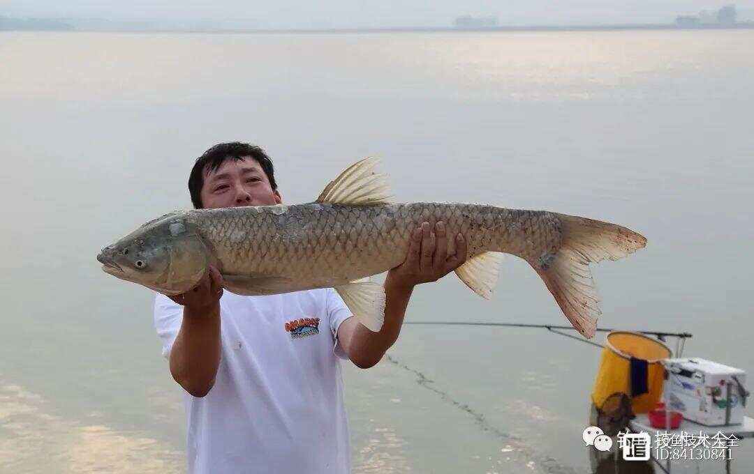 水库技巧用玉米打窝(在水库用玉米钓鱼怎么调漂) 水库技巧用玉米打窝(在水库用玉米钓鱼怎么调漂)