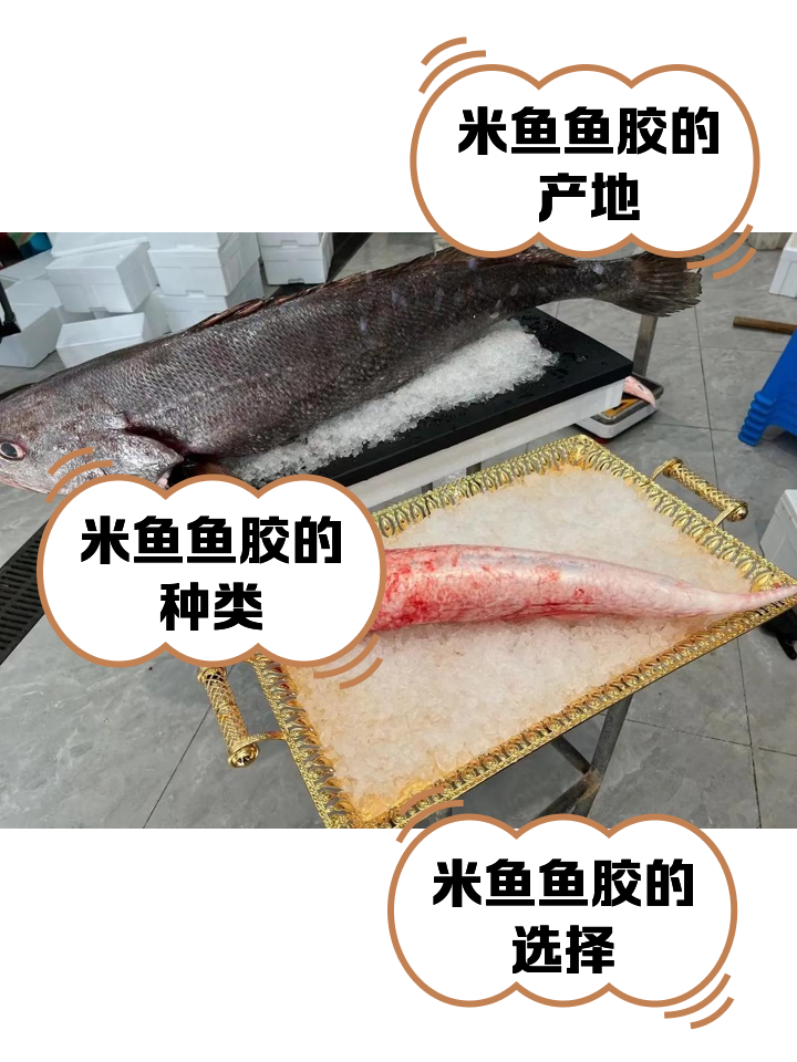 海钓米鱼的方法(海钓米鱼用什么饵最佳) 海钓米鱼的方法(海钓米鱼用什么饵最佳)