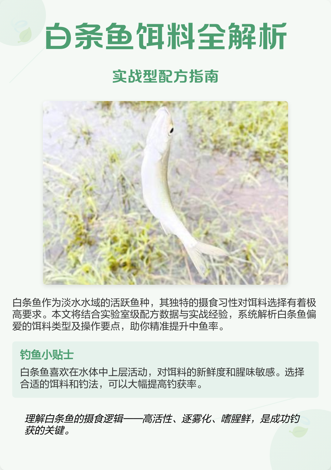 国产饵料的特性(国产饵料的特性是什么) 国产饵料的特性(国产饵料的特性是什么)