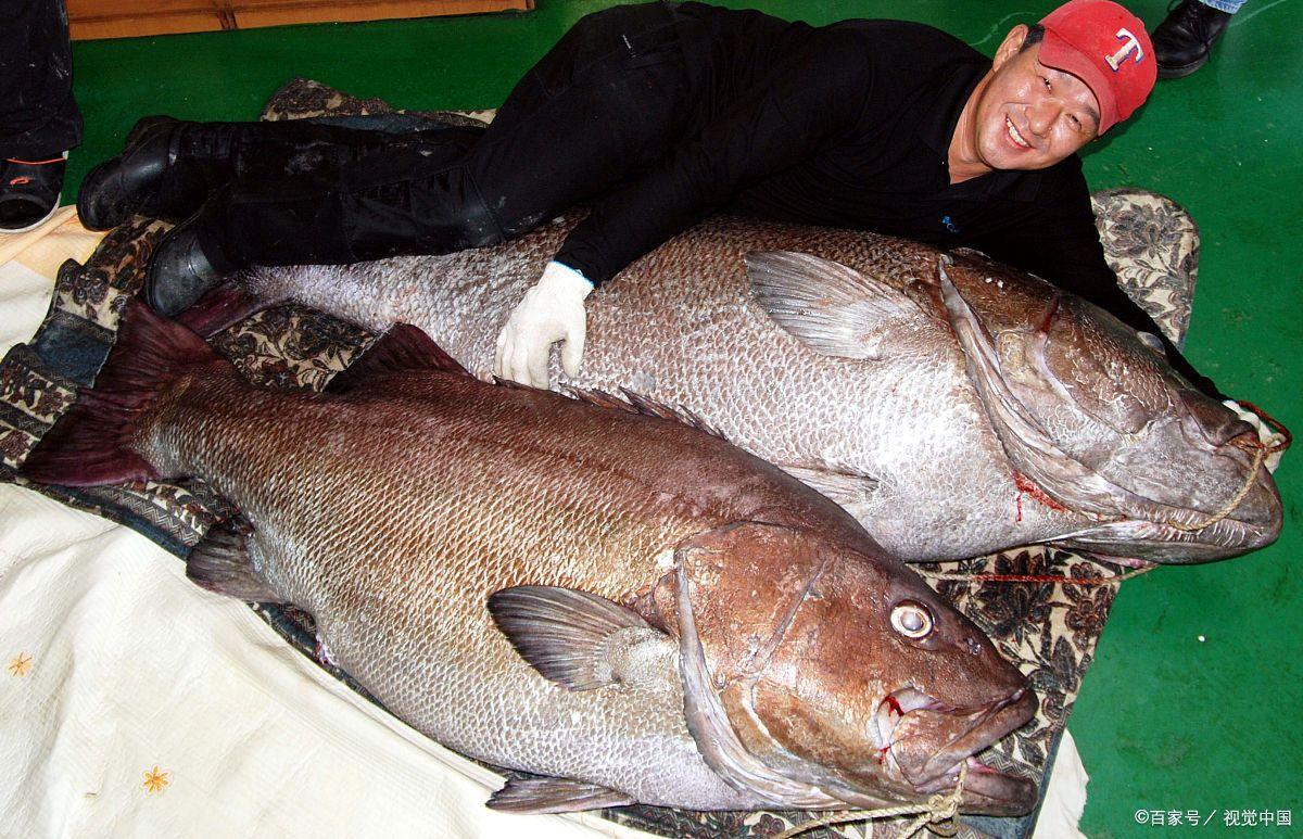白条用什么饵料最好(白条最喜欢的饵料)