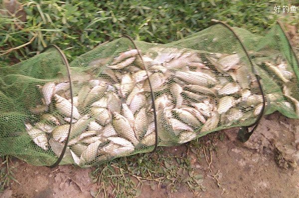 钓鲫鱼钓鱼技巧视频高清(钓鲫鱼鱼技巧大全) 钓鲫鱼钓鱼技巧视频高清(钓鲫鱼鱼技巧大全)