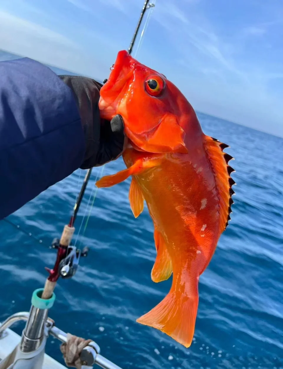 海钓溜鱼技巧视频(海钓怎么溜鱼) 海钓溜鱼技巧视频(海钓怎么溜鱼)