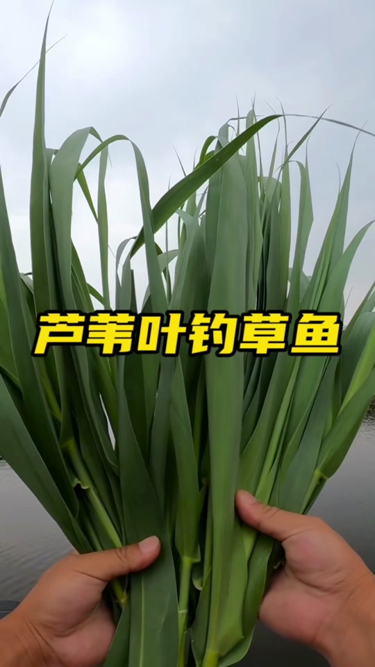 用芦苇心钓草鱼技巧(芦苇芯钓鱼) 用芦苇心钓草鱼技巧(芦苇芯钓鱼)