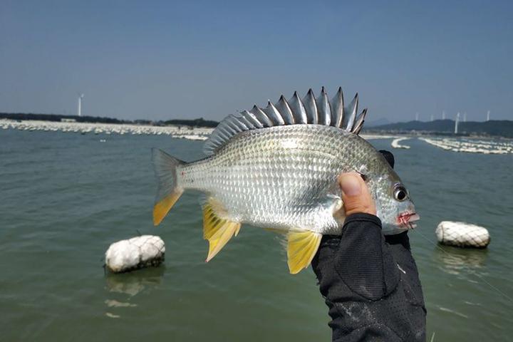 码头海钓黑鲷视频大全(海钓黑鲷什么潮水好钓) 码头海钓黑鲷视频大全(海钓黑鲷什么潮水好钓)