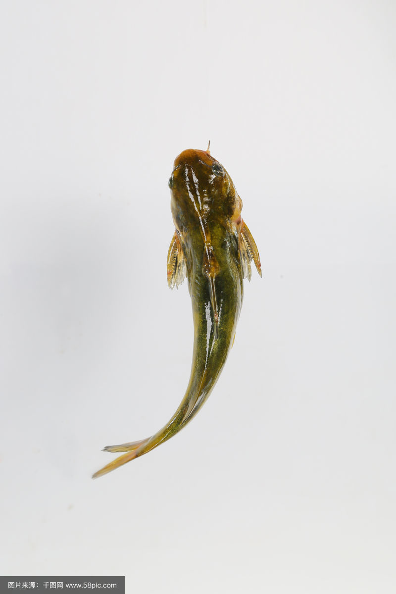 海钓黄刺耳(海钓黄脚立鱼口诀) 海钓黄刺耳(海钓黄脚立鱼口诀)