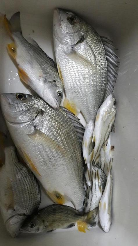 海钓黄刺耳(海钓黄脚立鱼口诀) 海钓黄刺耳(海钓黄脚立鱼口诀)