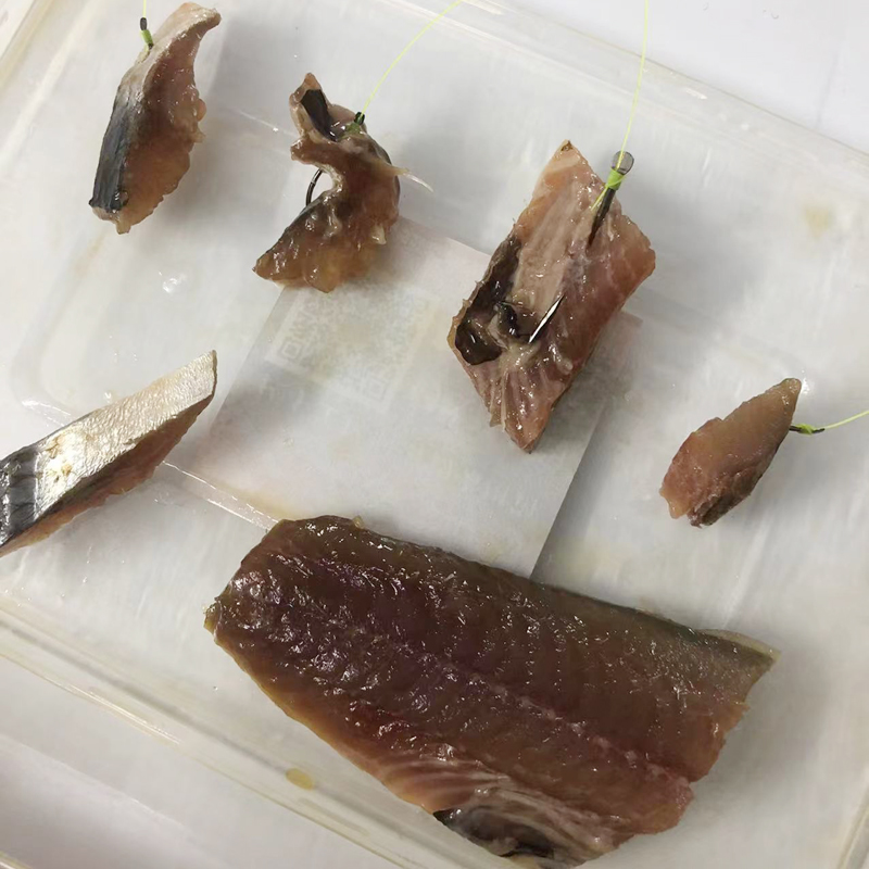 海钓黑雕(海钓黑雕用几号钩) 海钓黑雕(海钓黑雕用几号钩)