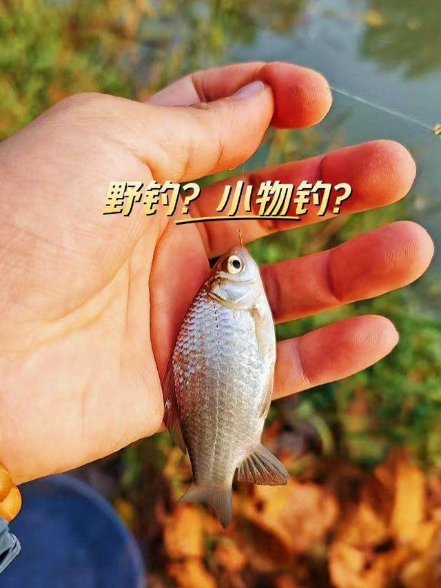 北方冬天野钓鲫鱼技巧(北方冬天野钓用什么饵料钓鲫鱼?) 北方冬天野钓鲫鱼技巧(北方冬天野钓用什么饵料钓鲫鱼?)