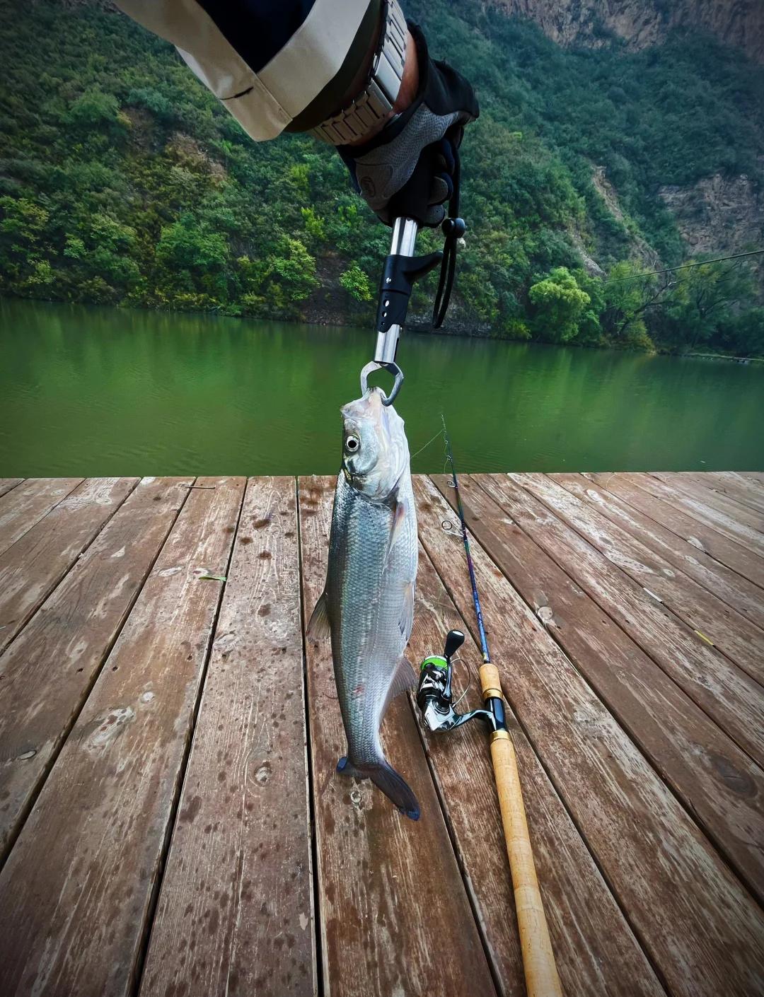 路亚救生(路亚生鱼) 路亚救生(路亚生鱼)