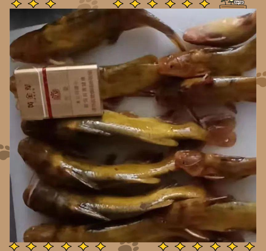 垂钓黄颡鱼技巧(怎样钓黄颡鱼钓法合集) 垂钓黄颡鱼技巧(怎样钓黄颡鱼钓法合集)